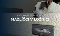 Na matraci v kondici: Je dobrý nápad, aby s námi mazlíčci spali v posteli? Na matraci v kondici: Je dobrý nápad, aby s námi mazlíčci spali v posteli?